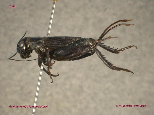 Photo of Gryllus veletis by Spencer Entomological Museum